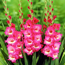 Pink Gladiolus Flower Seeds for Planting – Heirloom, Non-GMO, Vibrant Colors Organic Garden Seeds