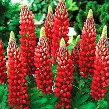 Red Lupin Flower Seeds for Planting – Hardy Variety, Heirloom, Non-GMO Seeds for Home Garden