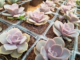 Echeveria Flowering Flower Seeds for Planting – Heirloom, Non-GMO, Vibrant Colors Organic Garden Seeds