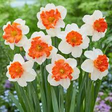 White Orange Narcissus Flower Seeds for Planting – Premium Quality Heirloom Non-GMO Organic Garden Seeds