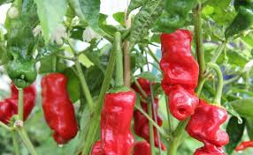 Peter Pepper Vegetable Seeds for Planting – Heirloom Non-GMO Red Hot Chili Variety