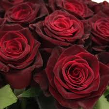 Black Rose Flower Seeds – Hardy Variety, Heirloom, Non-GMO & High Germination Organic Garden Seeds