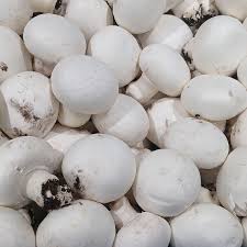 Mushroom Seeds for Planting – White Heirloom Non-GMO Fungi, High Germination Organic Spores for Indoor & Outdoor Growing.