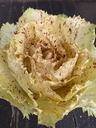 Castelfranco Radicchio Seeds for Planting – Heirloom, Non-GMO, Organic Garden Seeds – High Germination, Vibrant Salad Greens