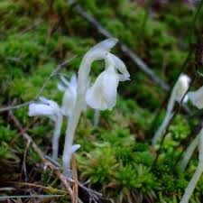 Monotropa Uniflora Indian Pipe Flower seeds for Planting - Shade Tolerant, Heirloom & GMO Free Seeds for Home Garden