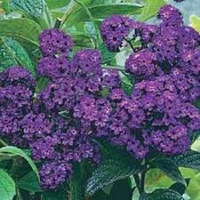 Heliotrope Marine Flower Seeds for Planting – Perfect for Borders Heirloom Non-GMO High Germination Organic Garden Seeds