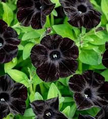 Black Velvet Petunia Flower Seeds for Planting – Heirloom, Non-GMO, Seasonal Bloomer Organic Garden Seeds