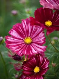 Heirloom Cosmos Bipinnatus Flower Seeds for Planting – Compact Growth, Non-GMO, High Germination Organic Garden Seeds