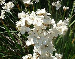 White Libertia Flower Seeds for Planting – Heirloom, Non-GMO Shade-Tolerant Organic Garden Seeds