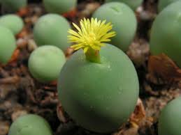 Conophytum Calculus Flower Seeds for Planting – Bright Blooms, Heirloom & Non-GMO, High Germination