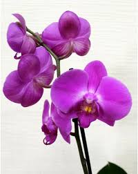 Violet Phalaenopsis Orchid Seeds for Planting – Heirloom, Non-GMO, Drought Tolerant Organic Garden Seeds