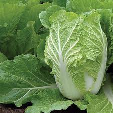 Chinese Cabbage Napa Seeds – Heirloom, High Yield, Fast Growing Vegetable Seeds