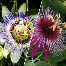 Mix Passiflora Flower Seeds for Planting – Fragrant Blossoms Heirloom Non-GMO High Germination Organic Garden Seeds