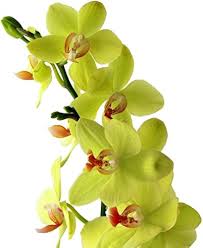 Light Green Phalaenopsis Orchid Flower Seeds for Planting – Cut Flower Favorite, Heirloom, Non-GMO, High Germination