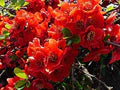 Red Chaenomeles Flower Seeds for Planting – Heirloom, Non-GMO Border-Perfect Organic Garden Seeds