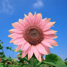 Sunflower Flower Seeds for Planting – Heirloom, Non-GMO, Premium Quality, High Germination