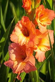 Yellow Orange Gladiolus Flower Seeds for Planting – Wildflower Mix, Heirloom, Non-GMO Seeds for Home Garden