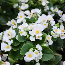 White African Violet Flower Seeds for Planting – Heirloom, Non-GMO, High Germination Organic Garden Seeds