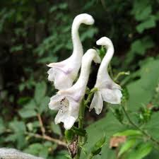 Swan Flower Seeds for Planting – Heirloom, Non-GMO, High Germination Organic Garden Seeds