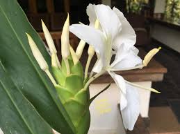 Heirloom Hedychium Coronarium Flower Seeds for Planting – Premium Quality, Non-GMO, High Germination Organic Seeds