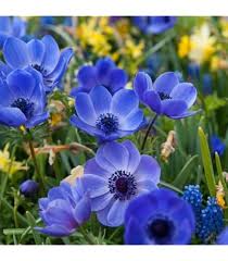 Meconopsis Betonicifolia Flower Seeds for Planting – Heirloom, Non-GMO, Pollinator Friendly Organic Garden Seeds