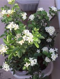 Murraya Paniculata Flower Seeds for Planting – Hardy Variety, Heirloom, GMO Free Organic Garden Seeds