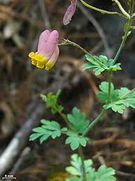 Corydalis Sempervirens Flower Seeds for Planting – Heirloom, Non-GMO, High Germination Organic Garden Seeds