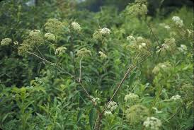 Cicuta Maculata Flower Seeds for Planting - Garden Favorite, Heirloom, Non-GMO, High Germination Organic Garden Seeds