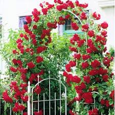 Climbing Rose Flower Seeds for Planting – Heirloom, Non-GMO, High Germination Organic Garden Seeds