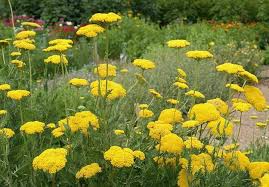 Yellow Yarrow Flower Seeds for Planting - Heirloom, Non-GMO, High Germination Organic Garden Seeds