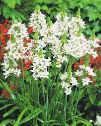 Ornithogalum Saundersiae Flower Seeds for Planting – Heirloom, Non-GMO, Low Maintenance Organic Garden Seeds