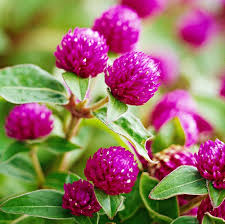 Globosa Flower Seeds for Planting | Vibrant Colors | Heirloom Non-GMO High Germination Seeds