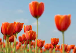 Darwin Hybrid Tulip Bulbs – Large, Perennial Tulips for Bold Spring Color