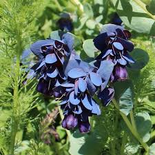 Blue Honeywort Flower Seeds for Planting – Heirloom, Non-GMO, Long Bloom Season Organic Garden Seeds