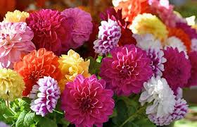 Dahlia Flower Seeds for Planting – Vibrant Colors, Non-GMO, High Germination Heirloom Garden Seeds