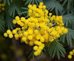 Mimosa Flower Seeds for Planting - Heirloom, Non-GMO, High Germination Organic Garden Seeds