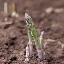 Asparagus Mary Washington Seeds – Heirloom, High Yield, Non-GMO Vegetable Seeds for Home Garden