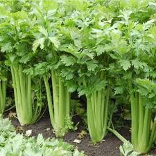 Celery Tall Utah Seeds – High Yield, Crisp & Tender Stalks for Home Gardens
