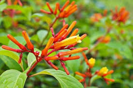 Hamelia Patens Flower Seeds for Planting – Fragrant Blossoms Heirloom Non-GMO Organic Garden Seeds