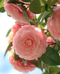 Camellia Peach Flower Seeds for Planting Heirloom Non-GMO High Germination Organic Garden Seeds