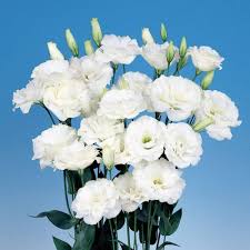 White Lisianthus Echo Flower Seeds – Heirloom, Non-GMO, High Germination Organic Garden Seeds