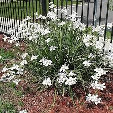 Iridioides Flower Seeds for Planting – Pollinator Friendly, Heirloom & Non-GMO Seeds