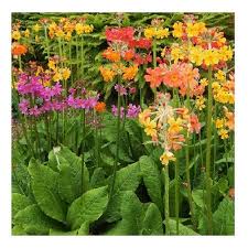 Primula Candelabra Flower Seeds for Planting – Vibrant Colors, Heirloom, Non-GMO, High Germination