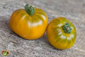 Vegetable Seeds,Garden seeds, Seeds For Planting,Plant Seeds