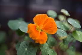 Tropaeolum Majus Nasturtium Flower Seeds for Planting - Heirloom, Non-GMO, High Germination Organic Garden Seeds