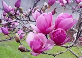 Soulangiana Flower Seeds for Planting - Heirloom, Non-GMO, High Germination Organic Garden Seeds