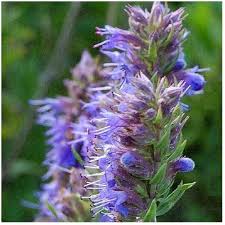 Blue Hyssopus Officinalis Flower Seeds for Planting – Heirloom, Non-GMO, Colorful Display Organic Garden Seeds