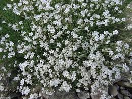 White Gypsophila Repens Flower Seeds for Planting – Sun-Loving Heirloom, Non-GMO, High Germination Garden Seeds