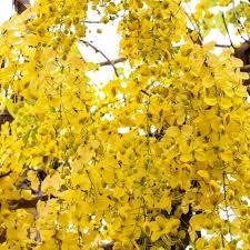 Heirloom Cassia Flower Seeds for Planting | Non-GMO, High Germination, Organic Garden Seeds