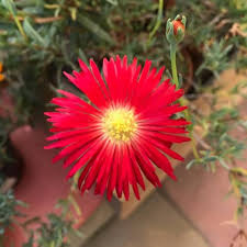 Lampranthus Maximiliana Flower Seeds for Planting – Sun Loving, Heirloom, Non-GMO Organic Garden Seeds